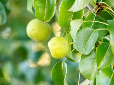 Sıcak güneş ışığında olgunlaşan kırmızı ve yeşil elmalar yemyeşil yapraklarla dolu bir meyve ağacına asılıdır. Parlak derileri yazları yansıtır, hasatı, tazeliği ve doğal bolluğu sembolize eder..