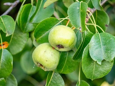 Sıcak güneş ışığında olgunlaşan kırmızı ve yeşil elmalar yemyeşil yapraklarla dolu bir meyve ağacına asılıdır. Parlak derileri yazları yansıtır, hasatı, tazeliği ve doğal bolluğu sembolize eder..