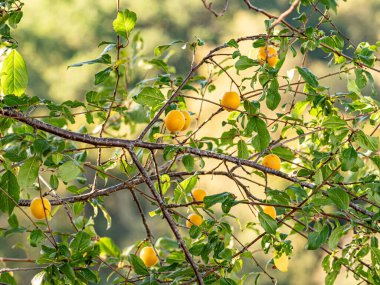 Olgun Mirabelle erikleri yazın yeşil yapraklarla çevrili ağaç dallarına asılır. Görüntü doğal büyümeyi, canlı yaz renklerini ve mevsimlik meyve ağaçlarının güzelliğini yakalıyor..