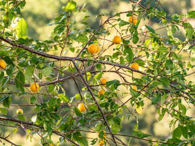 Olgun Mirabelle erikleri yazın yeşil yapraklarla çevrili ağaç dallarına asılır. Görüntü doğal büyümeyi, canlı yaz renklerini ve mevsimlik meyve ağaçlarının güzelliğini yakalıyor..