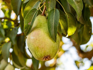Olgun armutlar, yemyeşil yapraklarla dolu bir meyve ağacına asılırken gün ışığında parlarlar. Altın ten sıcacık parlıyor, hasatı, tazeliği ve yaz sonlarının tatlılığını simgeliyor..