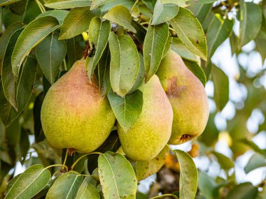 Olgun armutlar, yemyeşil yapraklarla dolu bir meyve ağacına asılırken gün ışığında parlarlar. Altın ten sıcacık parlıyor, hasatı, tazeliği ve yaz sonlarının tatlılığını simgeliyor..