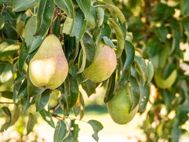 Olgun armutlar, yemyeşil yapraklarla dolu bir meyve ağacına asılırken gün ışığında parlarlar. Altın ten sıcacık parlıyor, hasatı, tazeliği ve yaz sonlarının tatlılığını simgeliyor..
