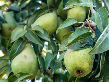 Olgun armutlar, yemyeşil yapraklarla dolu bir meyve ağacına asılırken gün ışığında parlarlar. Altın ten sıcacık parlıyor, hasatı, tazeliği ve yaz sonlarının tatlılığını simgeliyor..