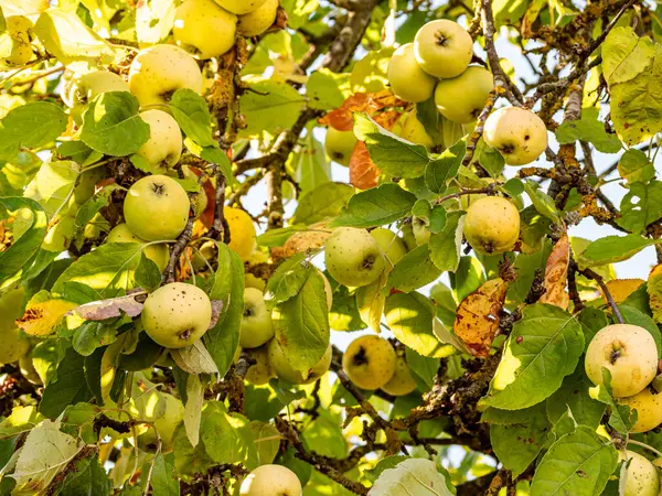 Sıcak güneş ışığında olgunlaşan kırmızı ve yeşil elmalar yemyeşil yapraklarla dolu bir meyve ağacına asılıdır. Parlak derileri yazları yansıtır, hasatı, tazeliği ve doğal bolluğu sembolize eder..