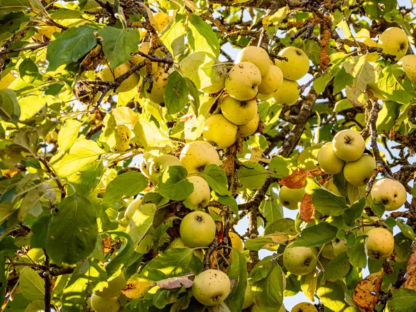 Sıcak güneş ışığında olgunlaşan kırmızı ve yeşil elmalar yemyeşil yapraklarla dolu bir meyve ağacına asılıdır. Parlak derileri yazları yansıtır, hasatı, tazeliği ve doğal bolluğu sembolize eder..