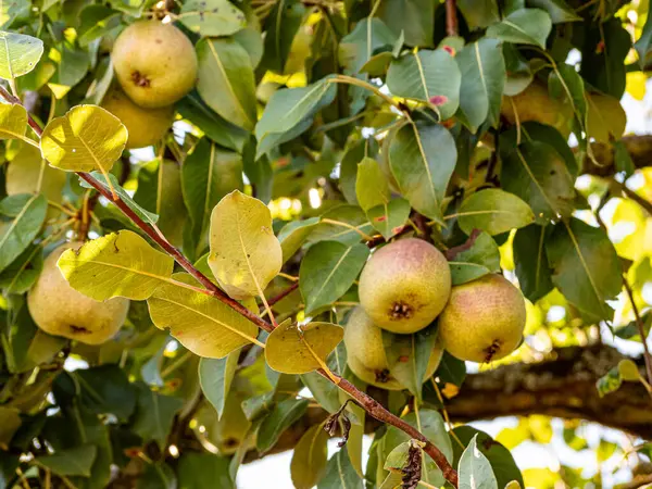 Sıcak güneş ışığında olgunlaşan kırmızı ve yeşil elmalar yemyeşil yapraklarla dolu bir meyve ağacına asılıdır. Parlak derileri yazları yansıtır, hasatı, tazeliği ve doğal bolluğu sembolize eder..