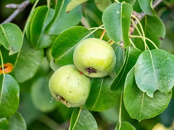 Sıcak güneş ışığında olgunlaşan kırmızı ve yeşil elmalar yemyeşil yapraklarla dolu bir meyve ağacına asılıdır. Parlak derileri yazları yansıtır, hasatı, tazeliği ve doğal bolluğu sembolize eder..