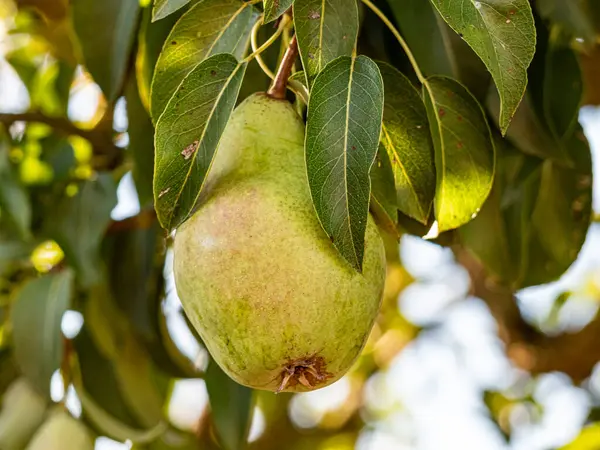 Olgun armutlar, yemyeşil yapraklarla dolu bir meyve ağacına asılırken gün ışığında parlarlar. Altın ten sıcacık parlıyor, hasatı, tazeliği ve yaz sonlarının tatlılığını simgeliyor..