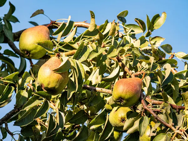 Olgun armutlar, yemyeşil yapraklarla dolu bir meyve ağacına asılırken gün ışığında parlarlar. Altın ten sıcacık parlıyor, hasatı, tazeliği ve yaz sonlarının tatlılığını simgeliyor..