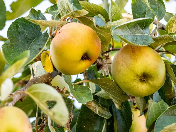 Sıcak güneş ışığında olgunlaşan kırmızı ve yeşil elmalar yemyeşil yapraklarla dolu bir meyve ağacına asılıdır. Parlak derileri yazları yansıtır, hasatı, tazeliği ve doğal bolluğu sembolize eder..