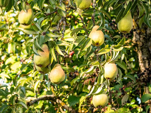Olgun armutlar, yemyeşil yapraklarla dolu bir meyve ağacına asılırken gün ışığında parlarlar. Altın ten sıcacık parlıyor, hasatı, tazeliği ve yaz sonlarının tatlılığını simgeliyor..