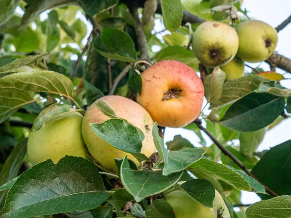 Sıcak güneş ışığında olgunlaşan kırmızı ve yeşil elmalar yemyeşil yapraklarla dolu bir meyve ağacına asılıdır. Parlak derileri yazları yansıtır, hasatı, tazeliği ve doğal bolluğu sembolize eder..