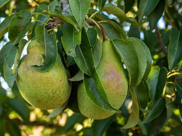 Olgun armutlar, yemyeşil yapraklarla dolu bir meyve ağacına asılırken gün ışığında parlarlar. Altın ten sıcacık parlıyor, hasatı, tazeliği ve yaz sonlarının tatlılığını simgeliyor..