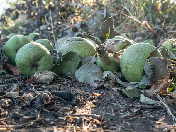 Düşmüş armutlar bir meyve ağacının altında yerde yatar, derileri parçalanır böcekler tatlı etle beslenirken. Sahne çürüme, yiyecek ve meyve bahçesindeki yenilenme döngüsünü yansıtıyor..