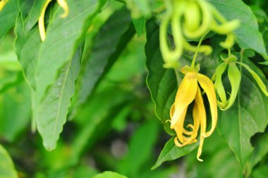 Cananga odorata, Filipinler, Malezya, Endonezya, Yeni Gine ve Solomon Adaları 'na özgü tropikal bir ağaçtır.