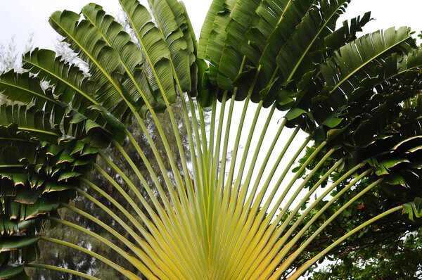 green tropical palm tree