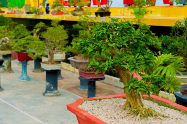 Bonsai Sergisi 'nde Bonsai bitkileri