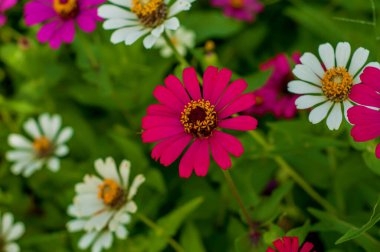 Zinnia elegans (syn. Gençlik ve yaş (