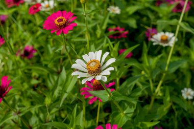 Zinnia elegans (syn. Zinnia ihlali (