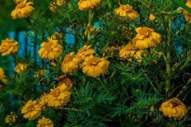 Lantana camara (common lantana) is a species of flowering plant within the verbena family (Verbenaceae), native to the American tropics clipart