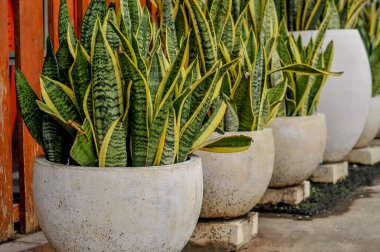 Kafedeki Sansevieria Trifasciata