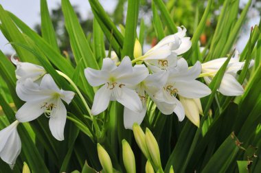 Lilium, otçul çiçekli bir bitki cinsidir ve hepsinde de büyük belirgin çiçekler bulunur. Onlar gerçek zambaklar.