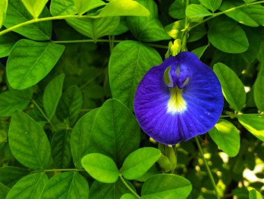 Bahçedeki güzel Asyalı güvercin kanat çiçeğinin yakın görüntüsü