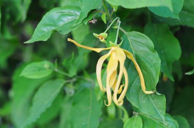 Güzel botanik fotoğrafı, doğal duvar kağıdı.