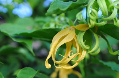 Bahçedeki sarı çiçek