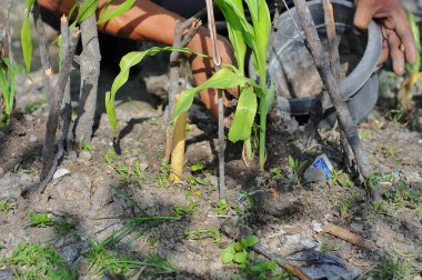 Bahçeye çiçek ekiyorum.