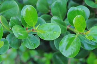 Peperomia tetraphylla, Peperomia cinsi ve Piperaceae familyasının tropikal ve subtropikal bölgelerinde yetişen küçük bir bitkidir.