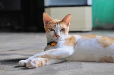 Şirin bir kedinin portresi