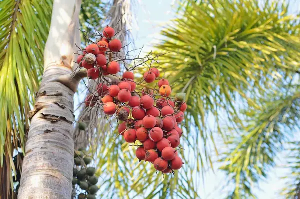 Bahçedeki kırmızı palmiye ağacı