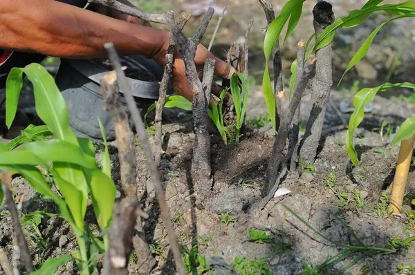 a farmer\'s hand applies fertilizer to a plant