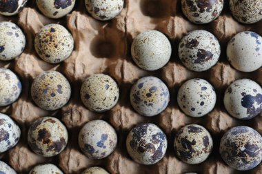 Karton bir kutuda bıldırcın yumurtası. Kapat. en üstteki görünüm
