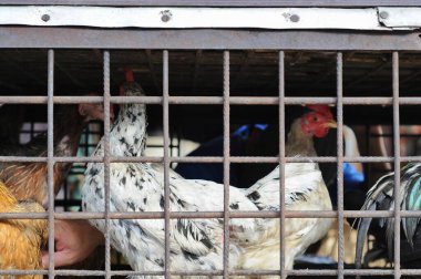  Geleneksel pazarlarda kafesteki tavuklar