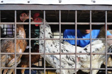  Geleneksel pazarlarda kafesteki tavuklar