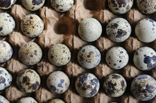 Karton bir kutuda bıldırcın yumurtası. Kapat. en üstteki görünüm