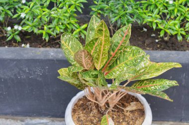 Aglaonema, Araceae familyasından bir bitki cinsidir. Asya ve Yeni Gine 'nin tropikal ve subtropikal bölgelerine özgüdür.