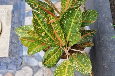 Aglaonema, Araceae familyasından bir bitki cinsidir. Asya ve Yeni Gine 'nin tropikal ve subtropikal bölgelerine özgüdür.