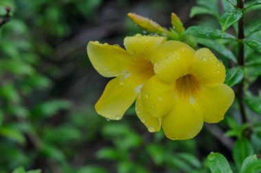 Allamanda cathartica, commonly called golden trumpet,common trumpetvine, and yellow allamanda is a species of flowering plant of the genus Allamanda in the family Apocynaceae  clipart