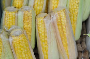 Markette plastiğe sarılı mısır