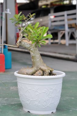 Beyaz tencereli bonsai ağacı