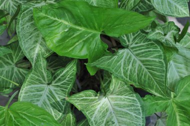 Güzel Philo pastazanum, mamei, saban, anthurium ve yağmurdan sonra begonyalar..