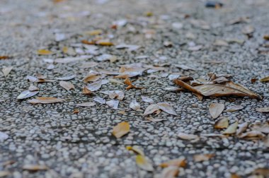 Parka düşen yapraklar