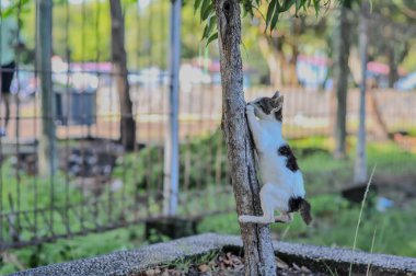Kedi ağaçta oturuyor.
