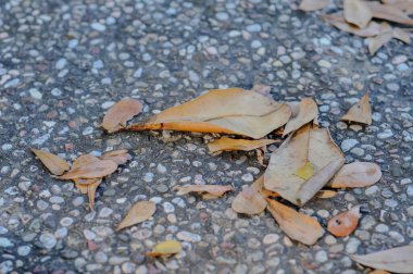Asfalta düşmüş yaprak