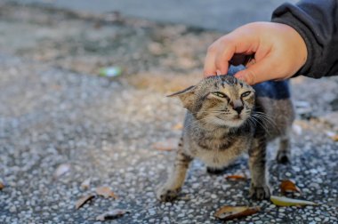 Bir kadının eli, kedi yavrusunun kafasını bokeh arka planda okşar. Evcil hayvanlar günü.