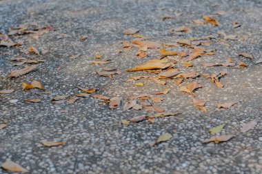 Düşen akçaağaç yaprakları sonbaharda kaldırımda uzanıyor.